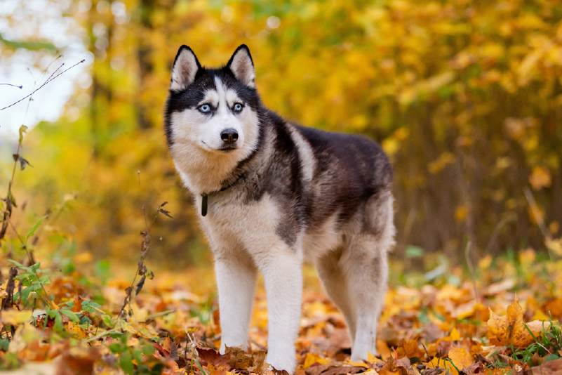Suplementação de Saccharomyces cerevisiae em Cães